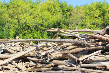 Texture of old logs. Felled logs lie sideways on a sunny day. There is a lot of old dead forest lying along the coast in the sand. old dry logs and logs are stacked. Selective focus. Background from