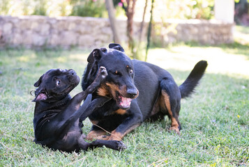 puppiy staffordshire bull terrier and and beauceron