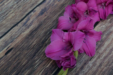 Deep pink gladioli flowers lying on coarse dark wood table