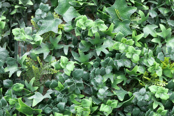 Full frame imitation plastic foliage background showing ivy leaf detail