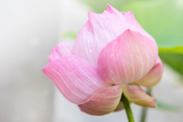 Pink lotus flower, nature background, tropical garden, spring season, selected focus
