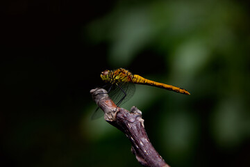 A dragonfly is sitting on a tree leaf. Macro
