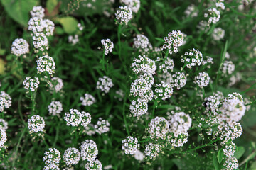 White flowers of Alyssum. Natural floral background. Soft focus. Petite snow white flowers of...
