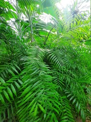 green fern leaves