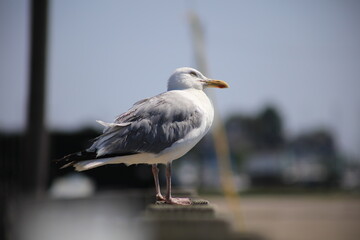 Seagull looking up, thinking