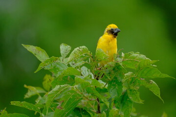 Be kind yellow bellied fairy fantail or yellow sparrow on the tree in the rain.
