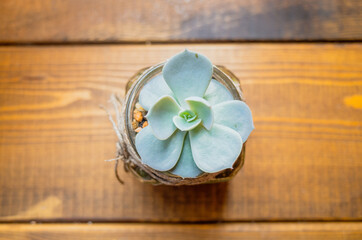 A small Echeveria grows in a flowerpot on the windowsill. A beautiful green-brown houseplant succulents in stone ground