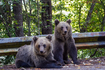 Obraz premium Bears on the Transfagarasan in Romania