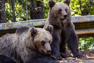 Wild bears on the Transfagarasan in Romania