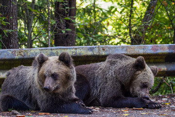 Young bears on a street in Romania
