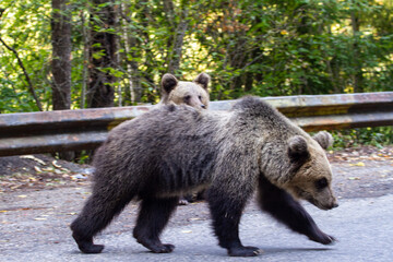 Young bears