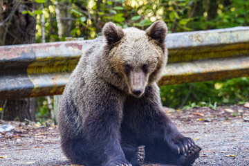 Young bear on a street in Romania
