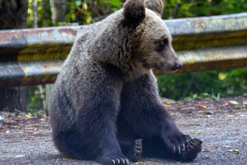 Obraz premium Bear