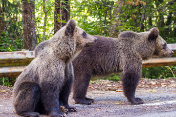 Young bears in Romania