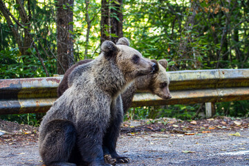 Young bears in Romania