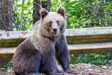 Young wild bear by the road in Romania
