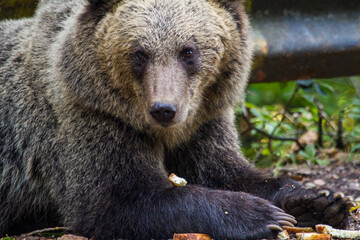 Young wild bear by the road in Romania