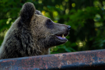 Young bear on the roadside