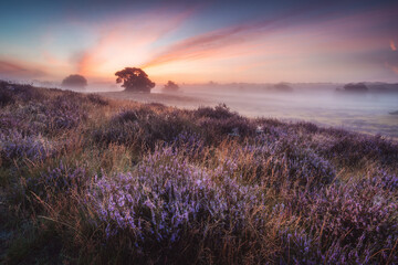 Sunrise in the heather