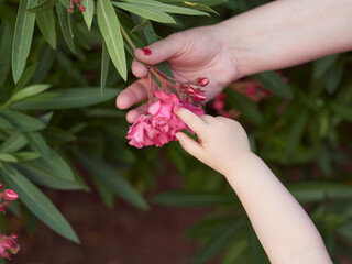 Selective focus view of a baby's hand touching a bunch of flowers offered by her mother's hand