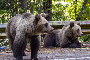 Young bears in Romania
