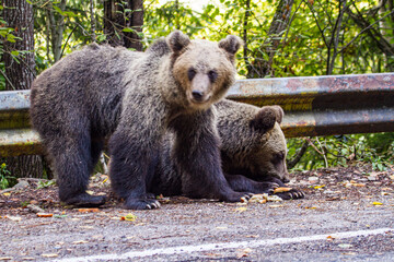 Obraz premium Young bears in Romania