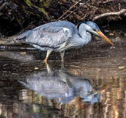 While fishing in the moving water a grey heron, Ardea cinerea successfully caught a fish.