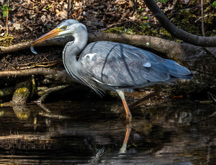 While fishing in the moving water a grey heron, Ardea cinerea successfully caught a fish.