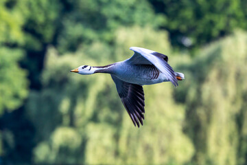 The bar-headed goose, Anser indicus flying over a lake in English Garden in Munich