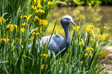 The Blue Crane, Grus paradisea, is an endangered bird