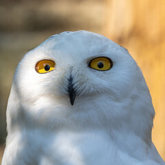 The Snowy Owl, Bubo scandiacus is a large, white owl of the owl family