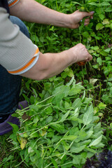 Harvesting mint. Woman farmer hands