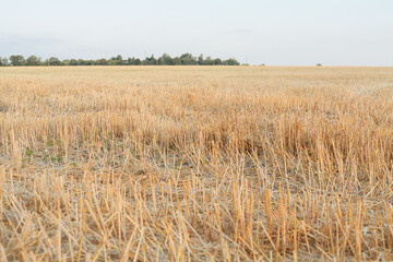Wheat or barley spikelets in a field. Shallow depth of field