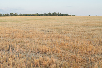 Wheat or barley spikelets in a field. Shallow depth of field