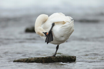 Swans are one of the most beautiful creatures in the nature. They are full of elegance, talent, and lovely singing voices. Watching them glide through the waters or fly in the air is breathtaking.