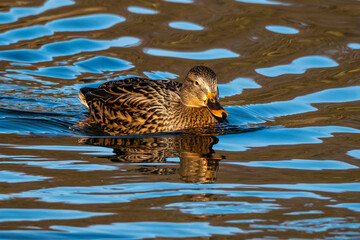 Wild duck or mallard, Anas platyrhynchos swimming in a lake