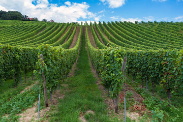 Fototapeta na wymiar Vines with ripe juicy green grapes in a vineyard in the Rheingau / Germany in autumn