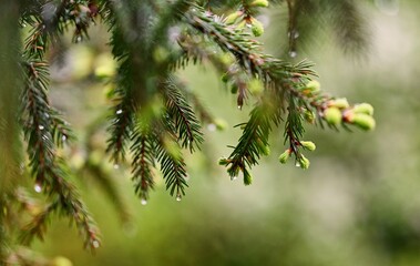 Rain drops on a coniferous tree in the Ochotnica Gorna vilage