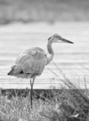 ardea cinerea, black and white portrait of a grey heron walking on the lake shore