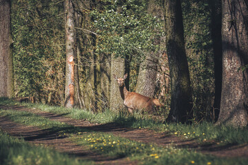 A wild deer among the trees observes the surroundings by the forest road.