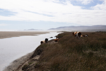 Cows in the chilean Patagonia resting next to the beach in a natural environment. Cattle and environment context. Copy space