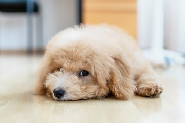 poodle puppy
