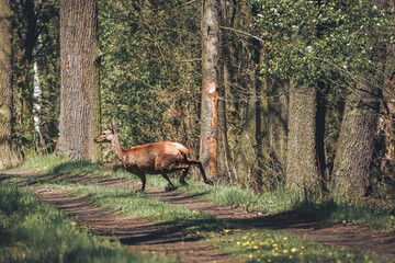 A startled wild roe deer runs through the forest road between the trees.