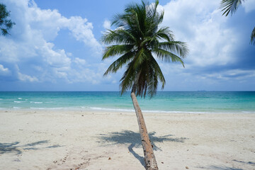 Coconut tree or palm tree at Thung Wua Laen Beach in Chomphon province Thailand, viewpoint of tropical beach seaside and blue sky