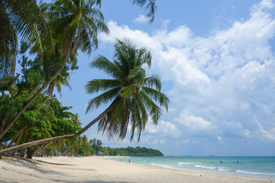 Coconut tree or palm tree at Thung Wua Laen Beach in Chomphon province Thailand, viewpoint of tropical beach seaside and blue sky