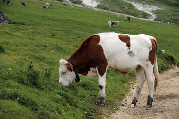 Fototapeta na wymiar Cow in a meadow outdoors