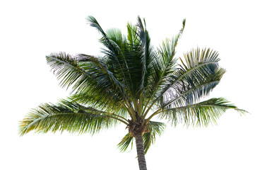 Fototapeta na wymiar coconut tree on white background,cipping path.