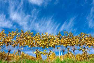 Golden row of vine against blue sky in autumn