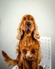 cocker spaniel dog pet