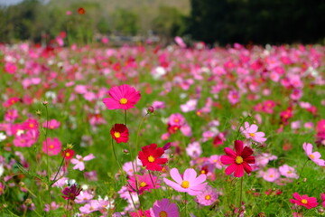 Cosmos flowers blooming in the garden